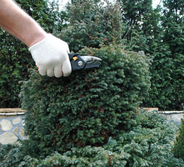 Cost of Ornamental Tree Trimming in Albuquerque