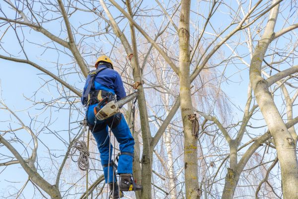 Large Tree Trimming in Albuquerque