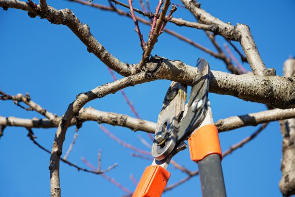 Tree Pruning in Albuquerque