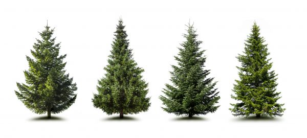 Pine Tree Trimming in Albuquerque