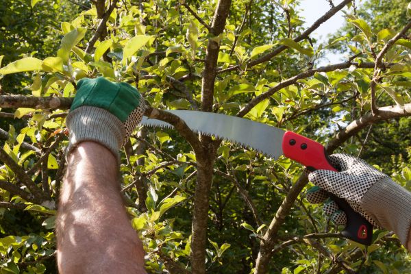 Apple Tree Trimming in Albuquerque